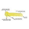 Parrot Safety Cutter